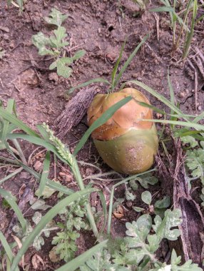 Yerde yatan bir hindistan cevizi Finch 'i. Çiçekten yeni çıkmış meyve.