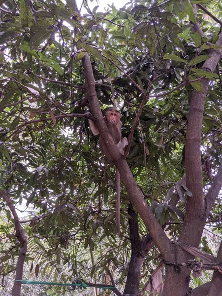 Küçük maymun mango ağacında oturuyor. Maymun çok sevimli.