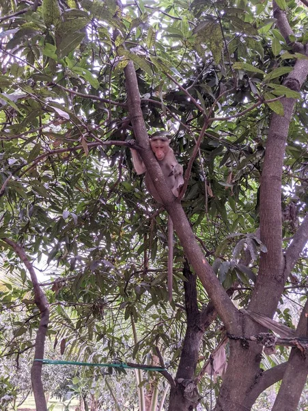 Küçük maymun mango ağacında oturuyor. Maymun çok sevimli.