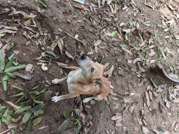 Yerli bir kızılderili köpeği oturuyor ve yukarı bakıyor. Yüksek kalite fotoğraf