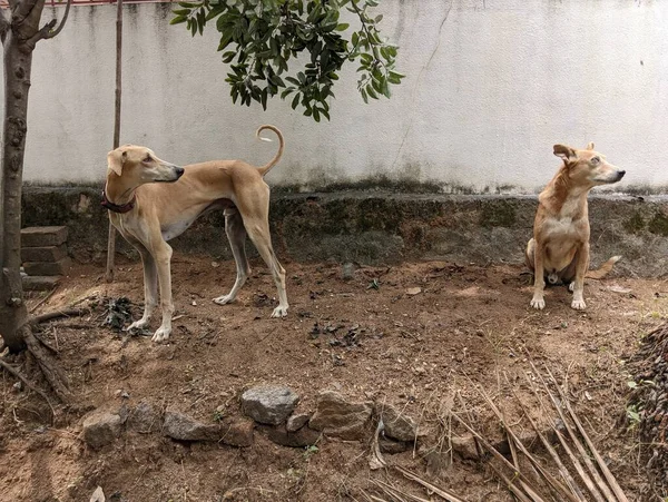 Hintli bir köpek ve sincap aynı yöne bakar. İki köpek aynı yöne bakar.