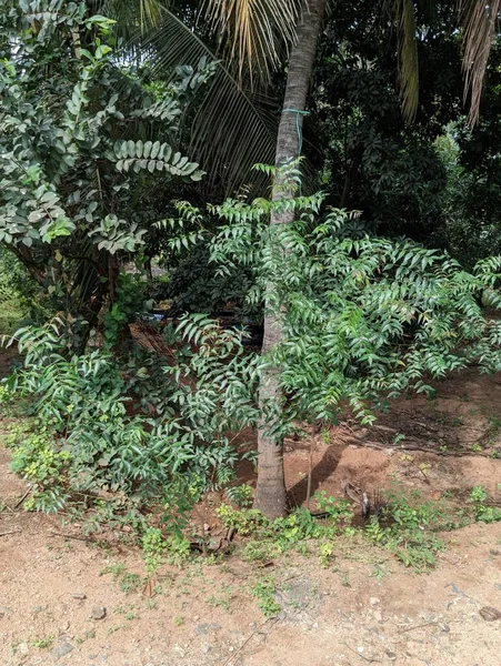 Yeşil bir neem bitkisinin göz alıcı görüntüsü. Yüksek kalite fotoğraf