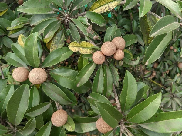 Ağaçta asılı duran taze Sapodilla ya da sapota meyvesi. Yüksek kalite fotoğraf