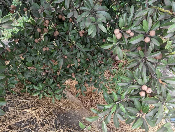 Ağaçta asılı duran taze Sapodilla ya da sapota meyvesi. Yüksek kalite fotoğraf