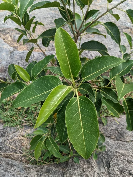 日差しの中で緑の葉のクローズアップビュー 植物が岩の上で成長している高品質の写真 — ストック写真