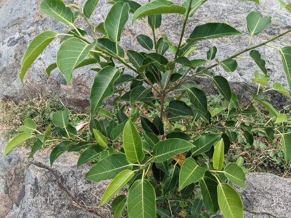 Güneş ışığında yeşil bir yaprağın yakın görüntüsü. Yüksek kaliteli fotoğraf. Bitki kayalarda yetişiyor.