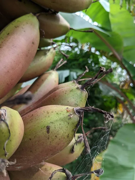 Red Bananain 'in yakın görüntüsü bir asma ağacı. Yüksek kalite fotoğraf