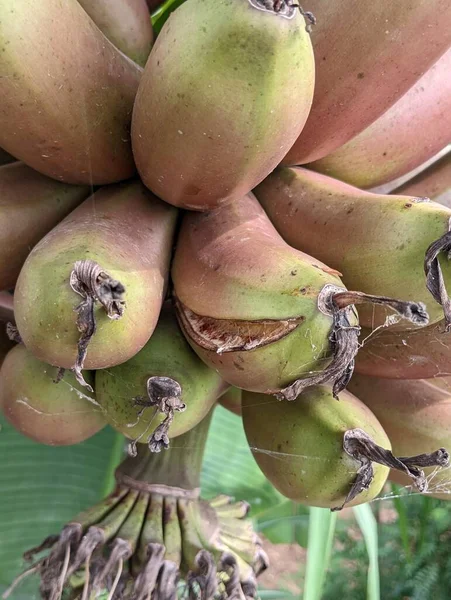 Närbild Red Bananain Ett Hängande Träd Högkvalitativt Foto — Stockfoto