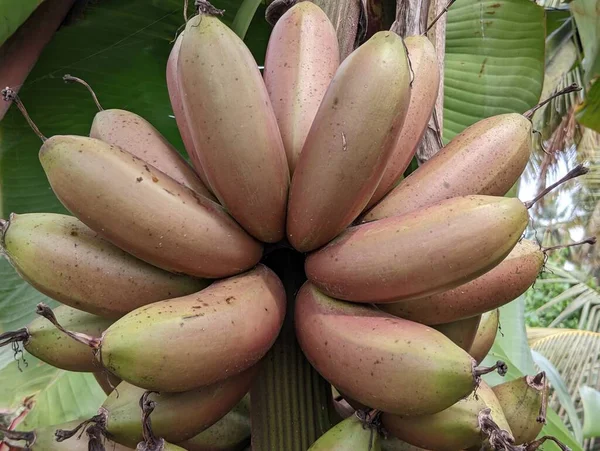 Red Bananain 'in yakın görüntüsü bir asma ağacı. Yüksek kalite fotoğraf