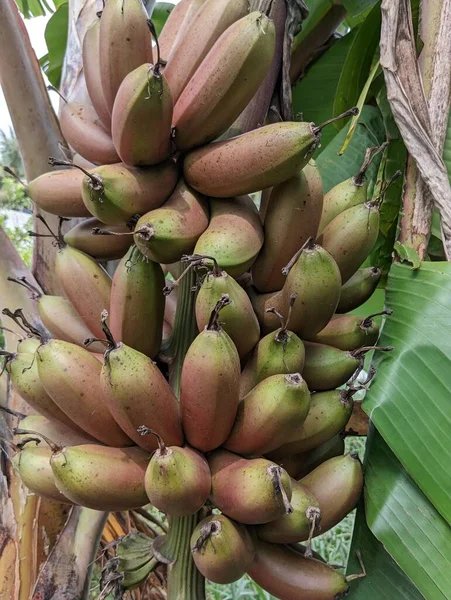 Red Bananain 'in yakın görüntüsü bir asma ağacı. Yüksek kalite fotoğraf