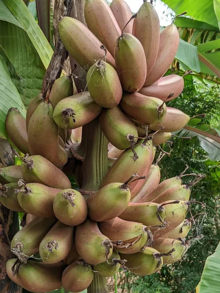 Red Bananain 'in yakın görüntüsü bir asma ağacı. Yüksek kalite fotoğraf