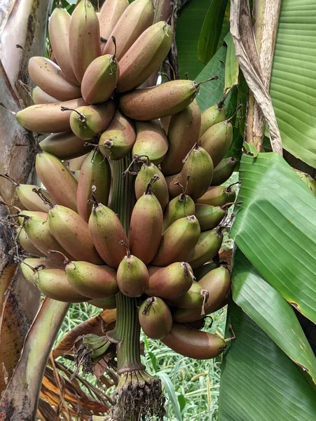 Red Bananain 'in yakın görüntüsü bir asma ağacı. Yüksek kalite fotoğraf