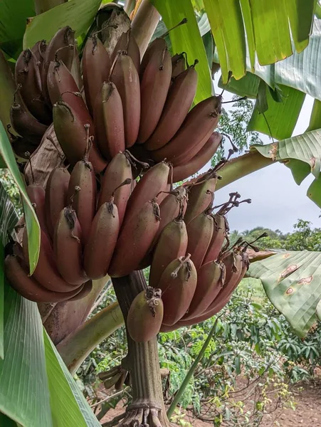 Red Bananain 'in yakın görüntüsü bir asma ağacı. Yüksek kalite fotoğraf