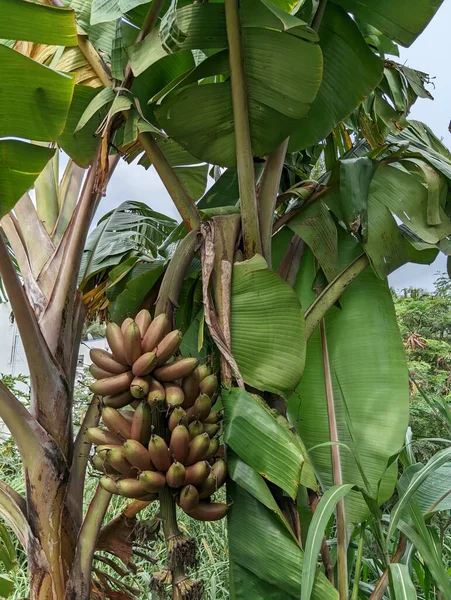 Red Bananain 'in yakın görüntüsü bir asma ağacı. Yüksek kalite fotoğraf