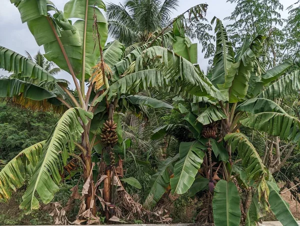 İki kırmızı ya da pembe muz ağacı manzarası. Musa acuminata muz ağacı