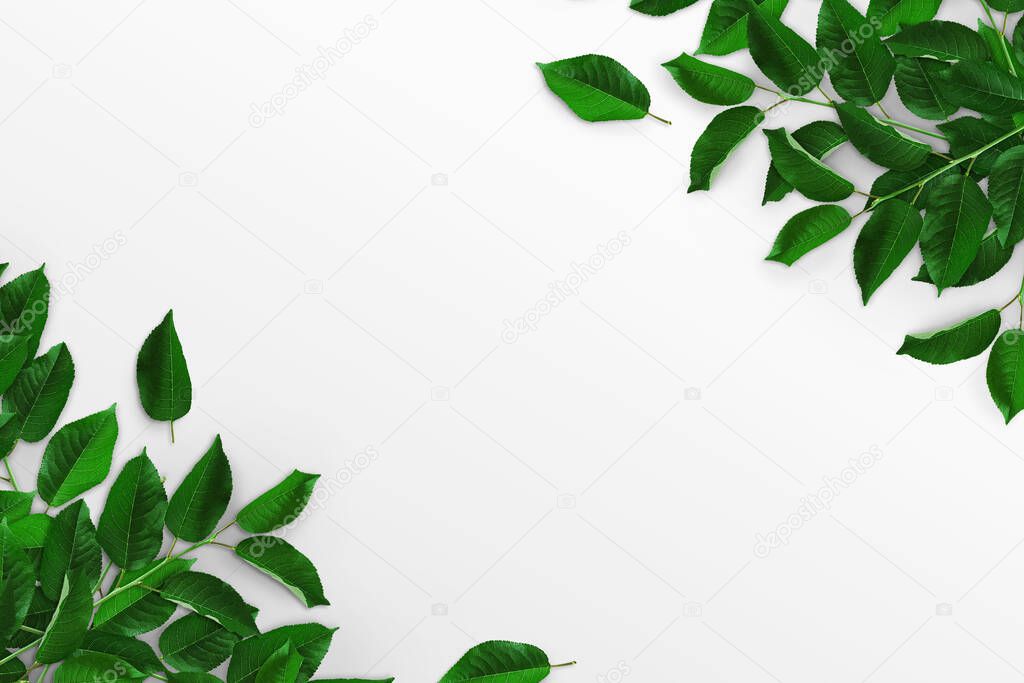 Tree branches with green leaves on a white background. Advertising board, poster mockup for your design. Flat lay, top view, copy space