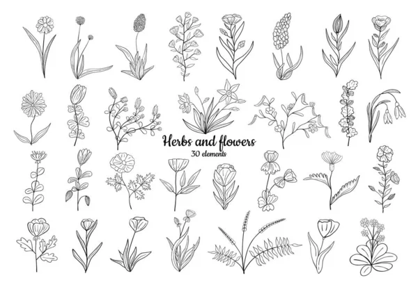 Conjunto Dibujado Mano Flores Flor Colección Verano Floral Elementos Boceto — Archivo Imágenes Vectoriales
