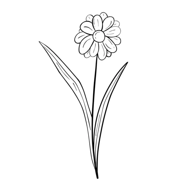 Flor Dibujada Mano Aislada Sobre Fondo Blanco Vector Floral Elemento — Archivo Imágenes Vectoriales