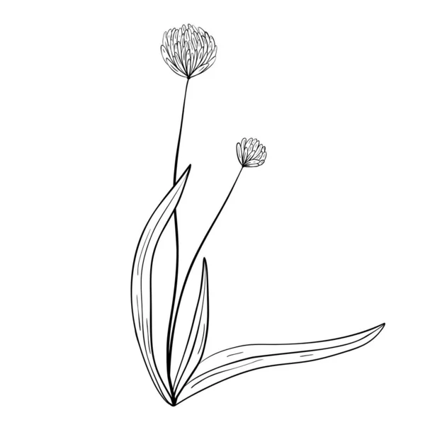 Handgezeichnete Blume Isoliert Auf Weißem Hintergrund Vektor Florales Sommerelement Dekorative — Stockvektor