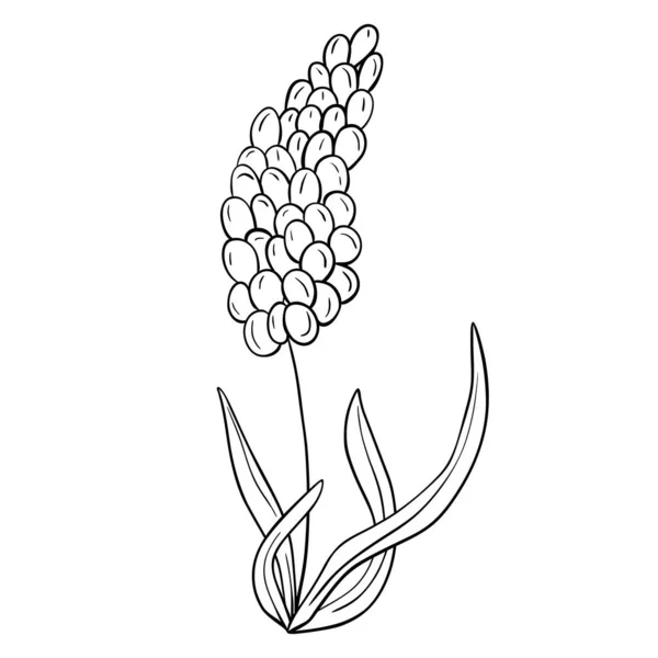 Fleur Dessinée Main Isolée Sur Fond Blanc Élément Vectoriel Floral — Image vectorielle