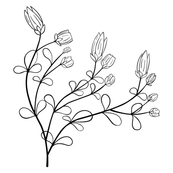 Fleur Dessinée Main Isolée Sur Fond Blanc Élément Vectoriel Floral — Image vectorielle