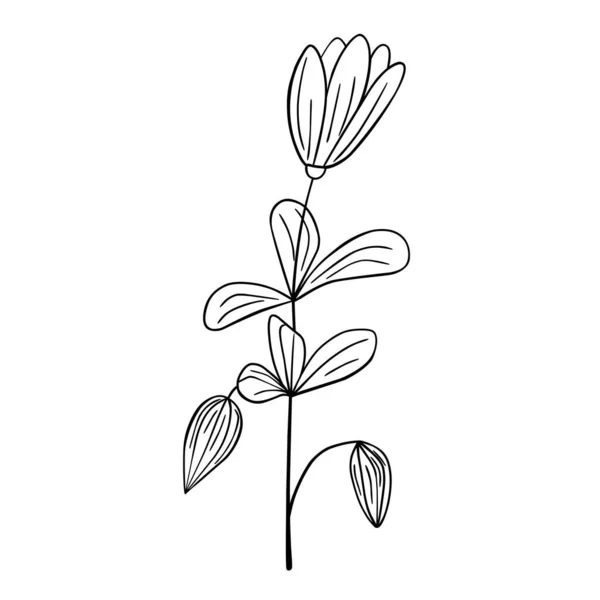 Flor Desenhada Mão Isolada Sobre Fundo Branco Vector Floral Elemento — Vetor de Stock