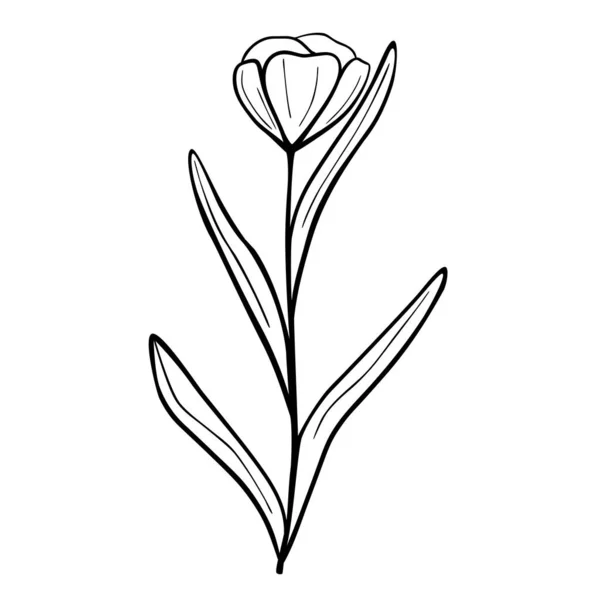 Flor Desenhada Mão Isolada Sobre Fundo Branco Vector Floral Elemento — Vetor de Stock