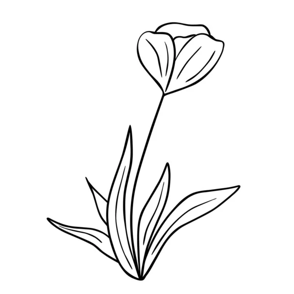 Flor Desenhada Mão Isolada Sobre Fundo Branco Vector Floral Elemento —  Vetores de Stock