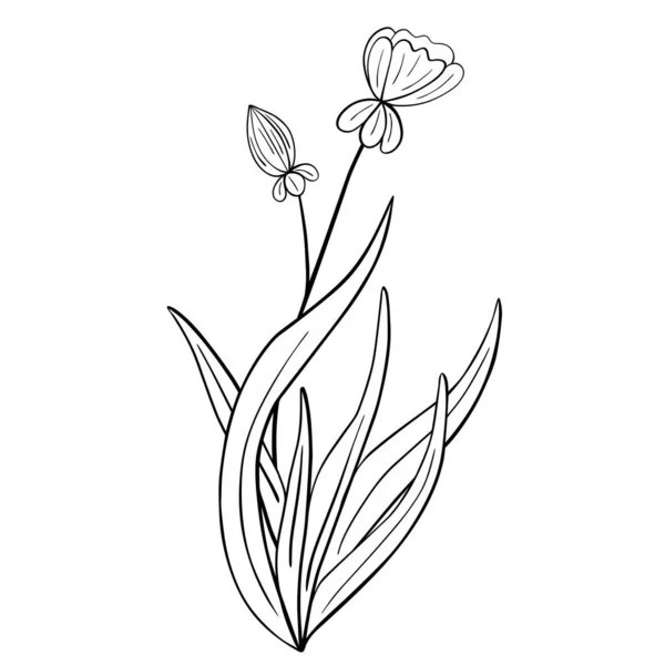 Fleur Dessinée Main Isolée Sur Fond Blanc Élément Vectoriel Floral — Image vectorielle