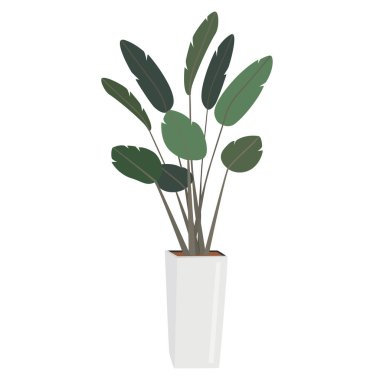 Yeşil ev bitkisinin el çizimi taşıyıcısı. Ev dekorasyonu, rahat bitki, botanik yapraklar. Dekoratif çiçek sanatı beyaz arka planda izole edilmiş. Renkli yeşillik karalama çizimi