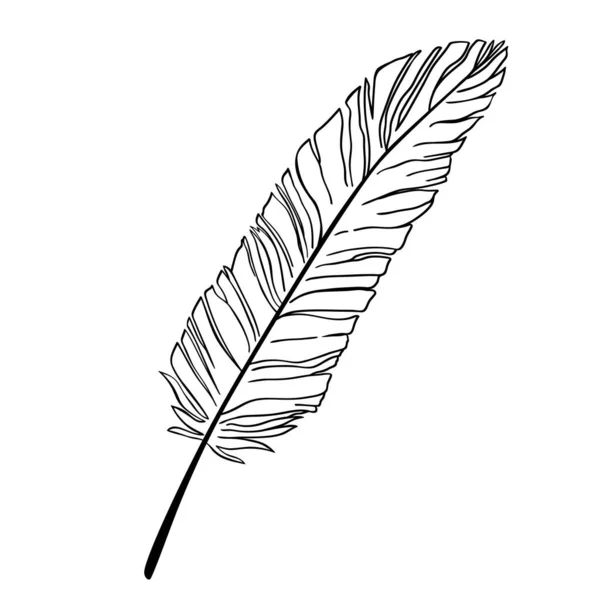Hand Drawn Bird Feather Vector Illustration Isolated White Background — Stock Vector