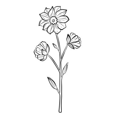 El çizimi çiçek beyaz arka planda izole. Dekoratif karalama çizimi. Vektör çiçek ögesi.