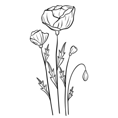 El çizimi çiçek beyaz arka planda izole. Dekoratif karalama çizimi. Vektör çiçek ögesi.