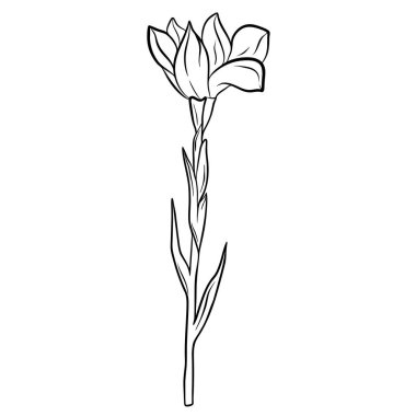 El çizimi çiçek beyaz arka planda izole. Dekoratif karalama çizimi. Vektör çiçek ögesi.