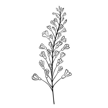 El çizimi çiçek beyaz arka planda izole. Dekoratif karalama çizimi. Vektör çiçek ögesi.