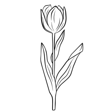 El çizimi çiçek beyaz arka planda izole. Dekoratif karalama çizimi. Vektör çiçek ögesi.