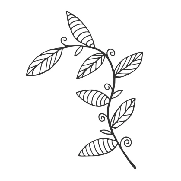 Hand Drawn Branch Leaves Isolated White Background Decorative Doodle Sketch — 스톡 벡터