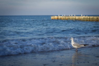 Baltık Denizi kıyısında martı