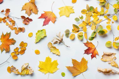 Gri arkaplanda rengarenk yaprakların sonbahar deseni.