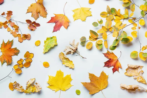 Gri arkaplanda rengarenk yaprakların sonbahar deseni.