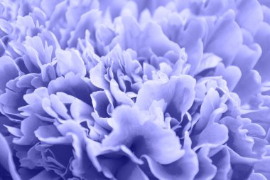 Çiçek desenli pembe şakayık çiçekleri..