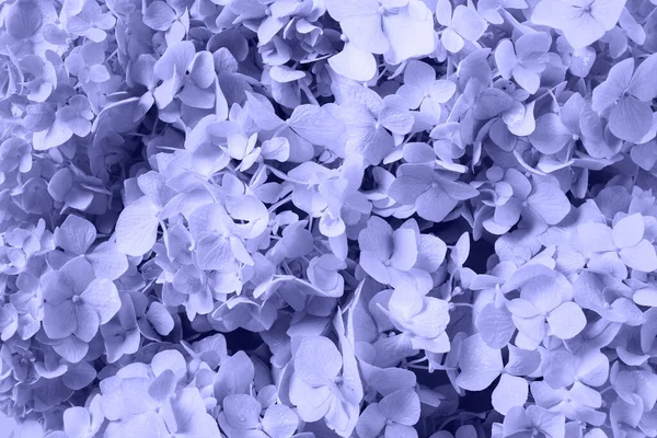 Romantisk mycket peri hortensia blommor som bakgrund. — Stockfoto