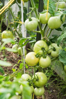 Serada olgunlaşan dallardaki yeşil domatesler.