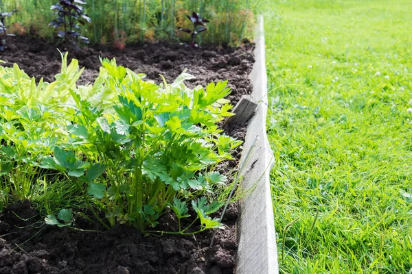 Prezzemolo fresco, verdure, letti da giardino. Estate hobby giardinaggio. — Foto Stock