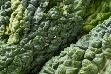 Beyaz arka planda izole edilmiş popüler Toskana lahana salatası.