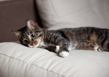 Onlar bizim için hayatın bir sayfası ve biz de onların tüm hayatıyız. Güzel bir yemekten sonra fotoğraf çekiminde bir kedi.