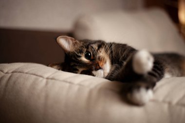 Onlar bizim için hayatın bir sayfası ve biz de onların tüm hayatıyız. Güzel bir yemekten sonra fotoğraf çekiminde bir kedi.