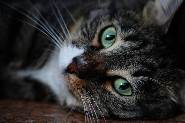 Onlar bizim için hayatın bir sayfası ve biz de onların tüm hayatıyız. Güzel bir yemekten sonra fotoğraf çekiminde bir kedi.