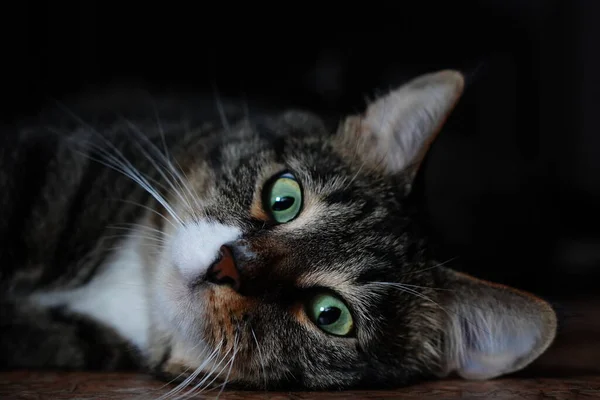 Onlar bizim için hayatın bir sayfası ve biz de onların tüm hayatıyız. Güzel bir yemekten sonra fotoğraf çekiminde bir kedi.