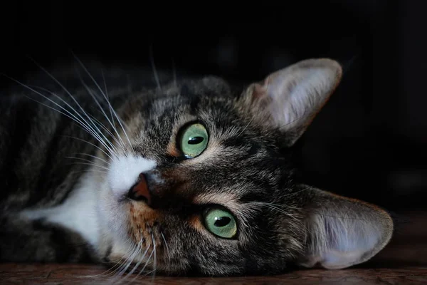 Onlar bizim için hayatın bir sayfası ve biz de onların tüm hayatıyız. Güzel bir yemekten sonra fotoğraf çekiminde bir kedi.